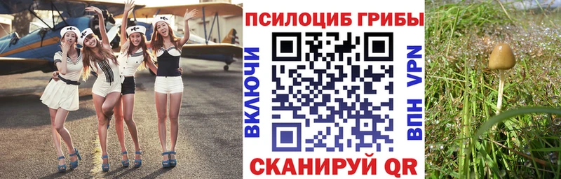 Купить  Фёдоровский  Псилоцибиновые грибы Cubensis 